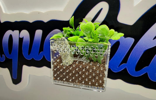 Kleine transparente Aquakallax Bucen-Box mit Bodengrund, Steinen und grünen Pflanzen vor dem Aquakallax-Schriftzug