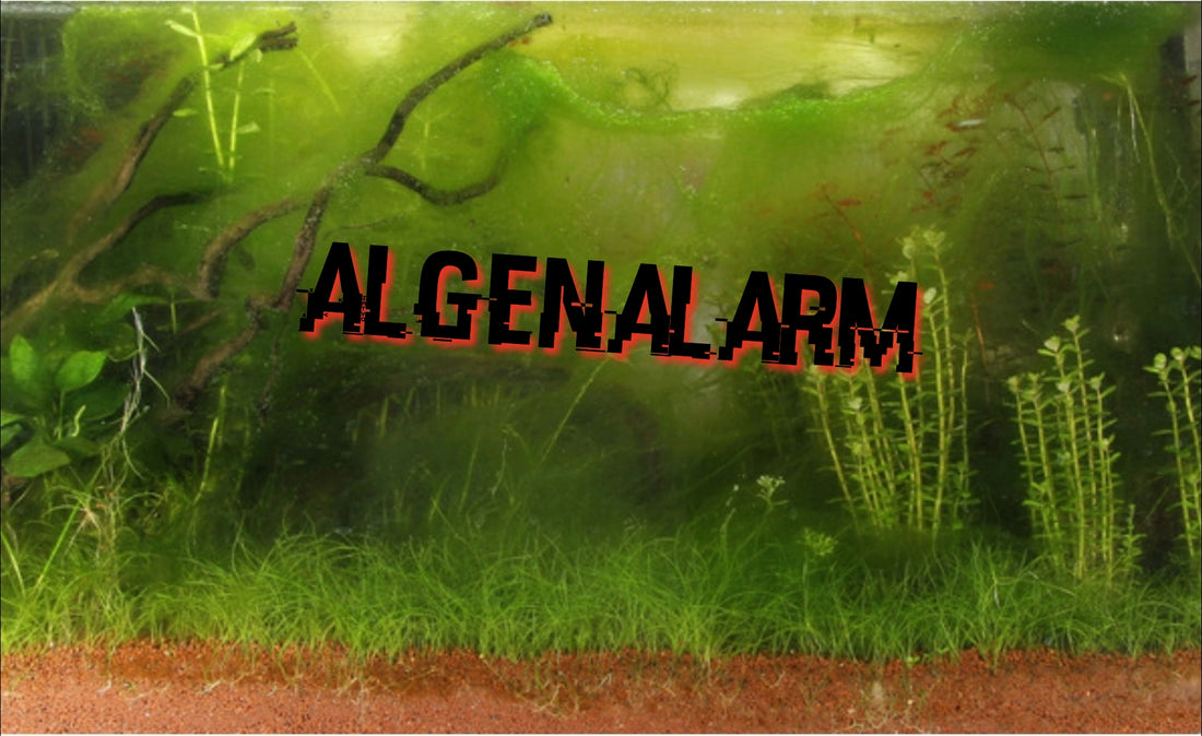 Algen und ihre Bekämpfung