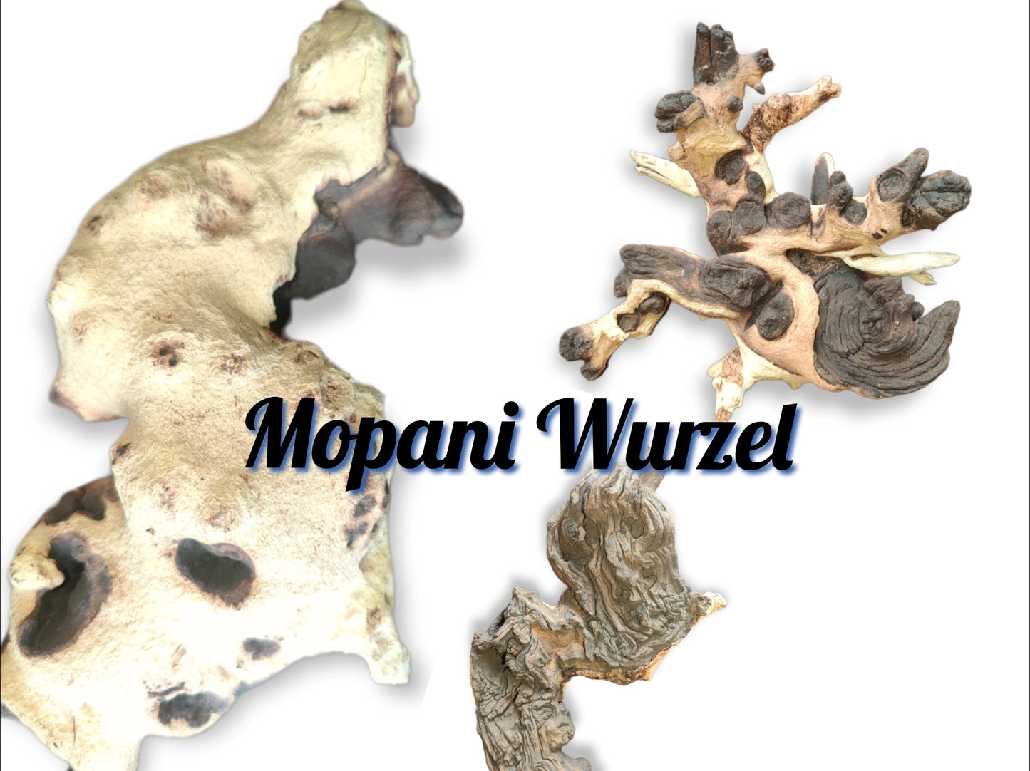 Mopani root 