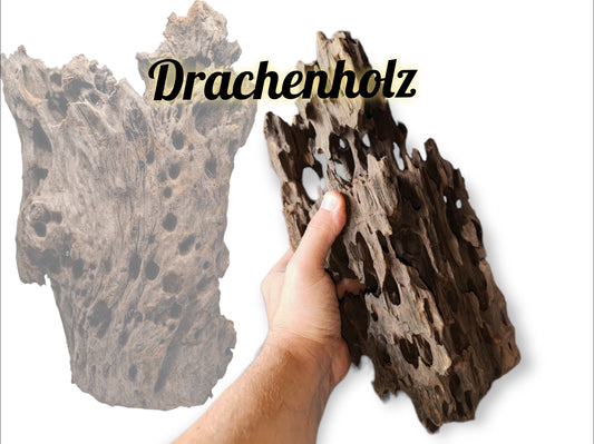 Drachenholz / Dragonwood / Ameisenholz
