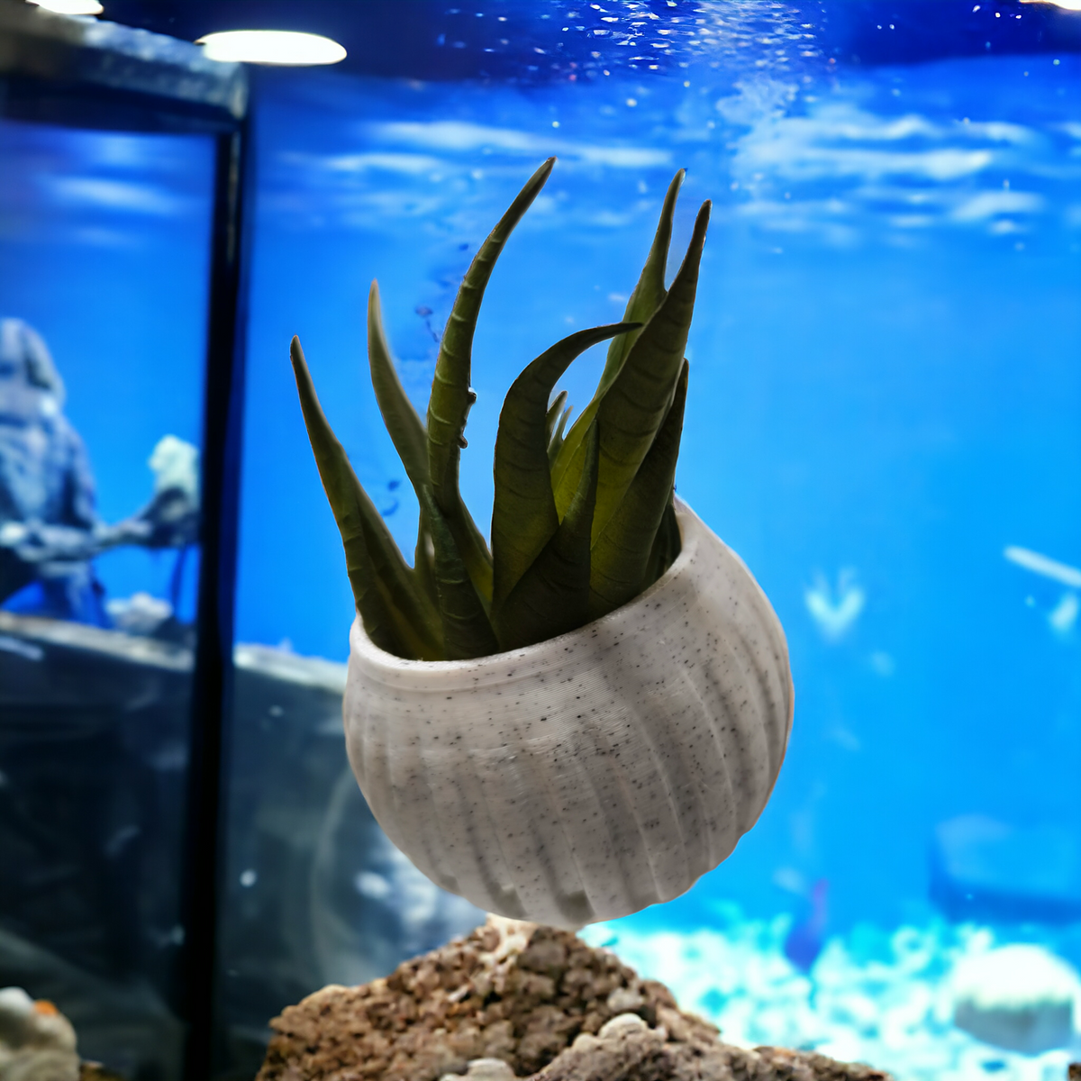 Weiße magnetische Aquakallax Garnelen-Futterschale mit grüner Bepflanzung an der Aquarienscheibe, vor blauem Wasserhintergrund
