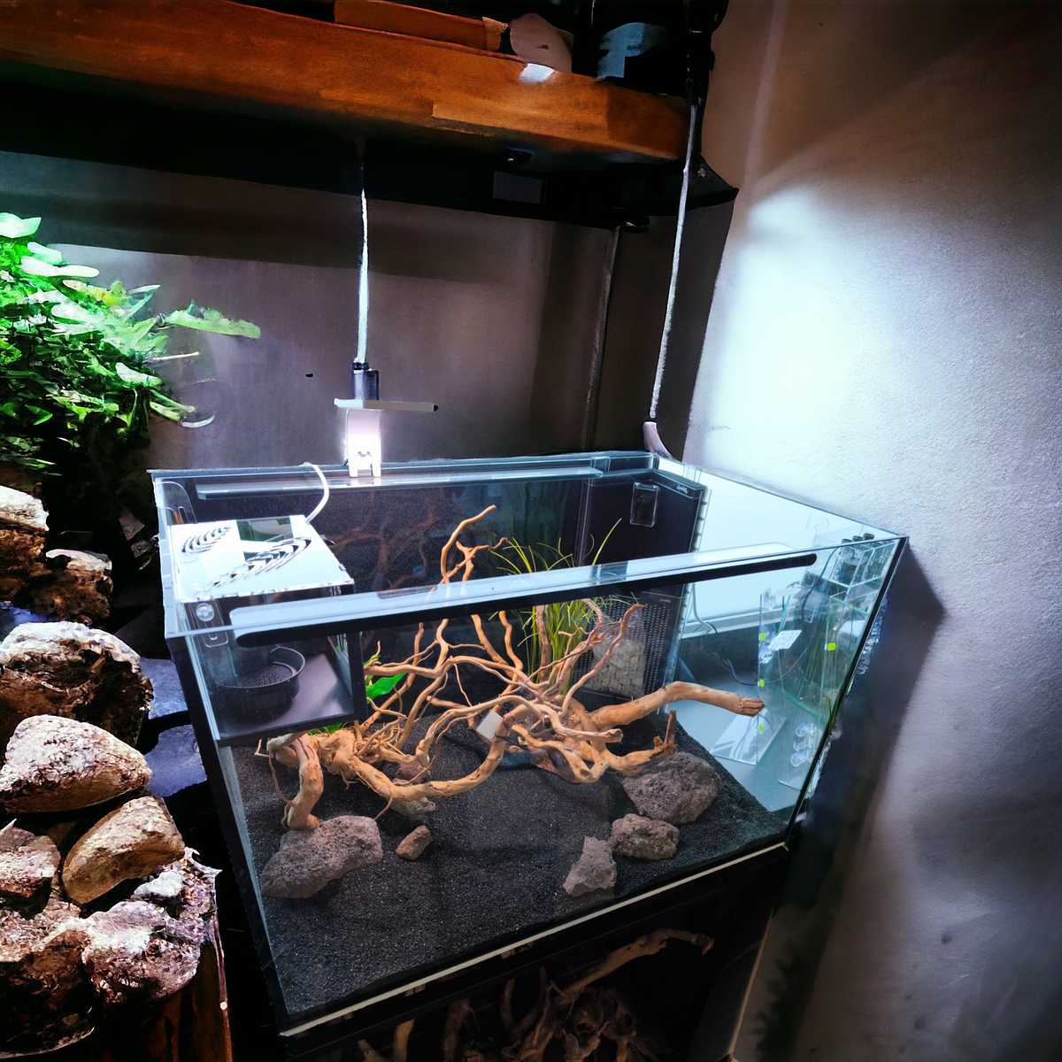 Gesamtansicht eines Aquariums mit schwarzem Bodengrund, Steinen und Wurzeln sowie eingehängter Aquakallax HMF Ablaichbox