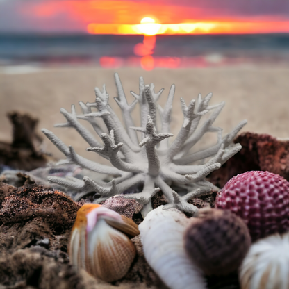 Weißer Aquakallax Magnetic Coral Fragträger mit feinen strahlenförmigen Verzweigungen zwischen Muscheln und Steinen vor einem Sonnenuntergang