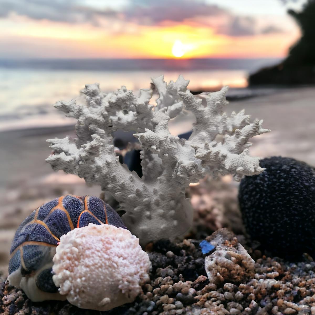 Weißer Aquakallax Magnetic Coral Fragträger in rauer Baumform zwischen Seeigelgehäusen und Steinen vor einer Küste bei Sonnenuntergang
