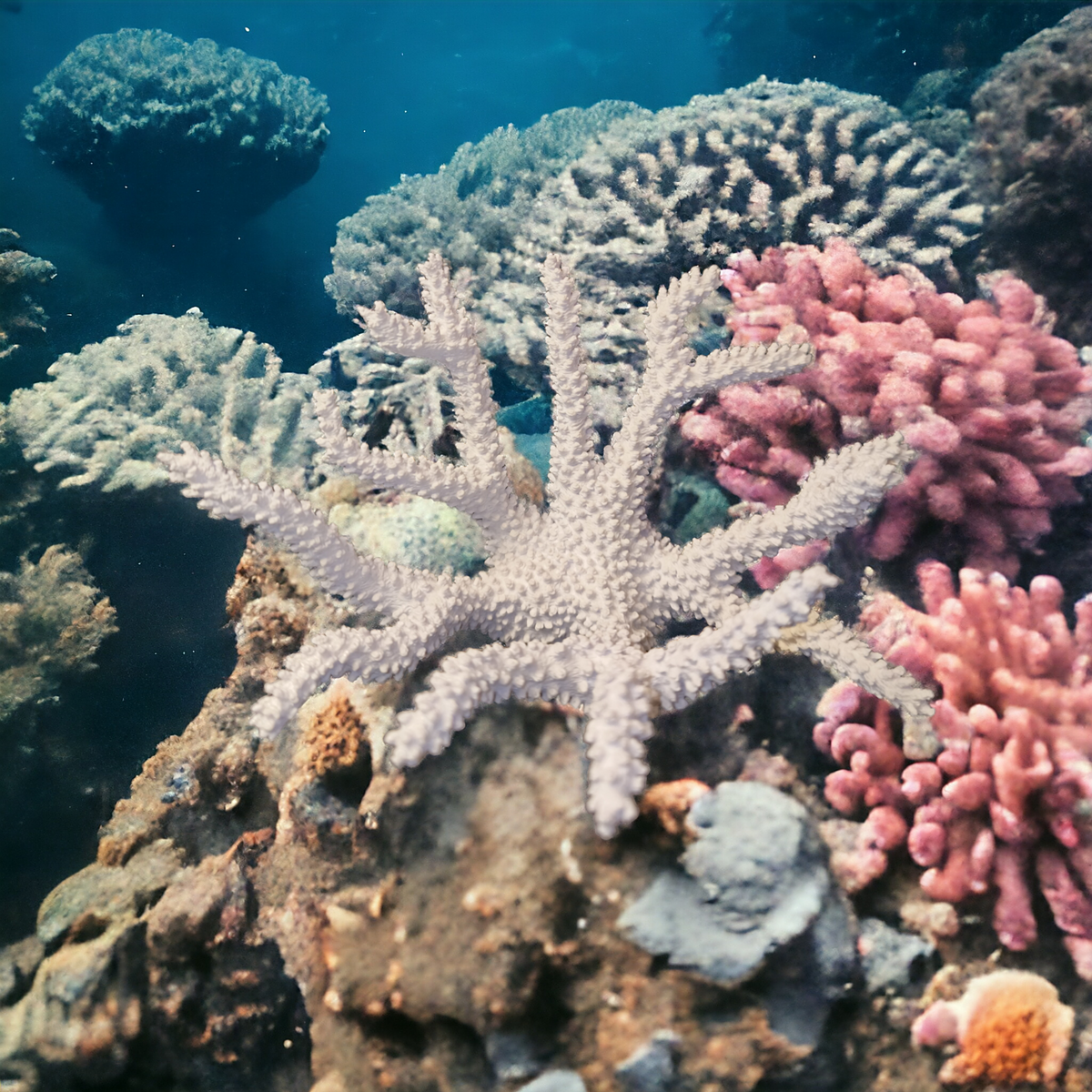 Weißer verzweigter Aquakallax Magnetic Coral Fragträger in einer Korallenlandschaft mit rosa und grünen Korallen