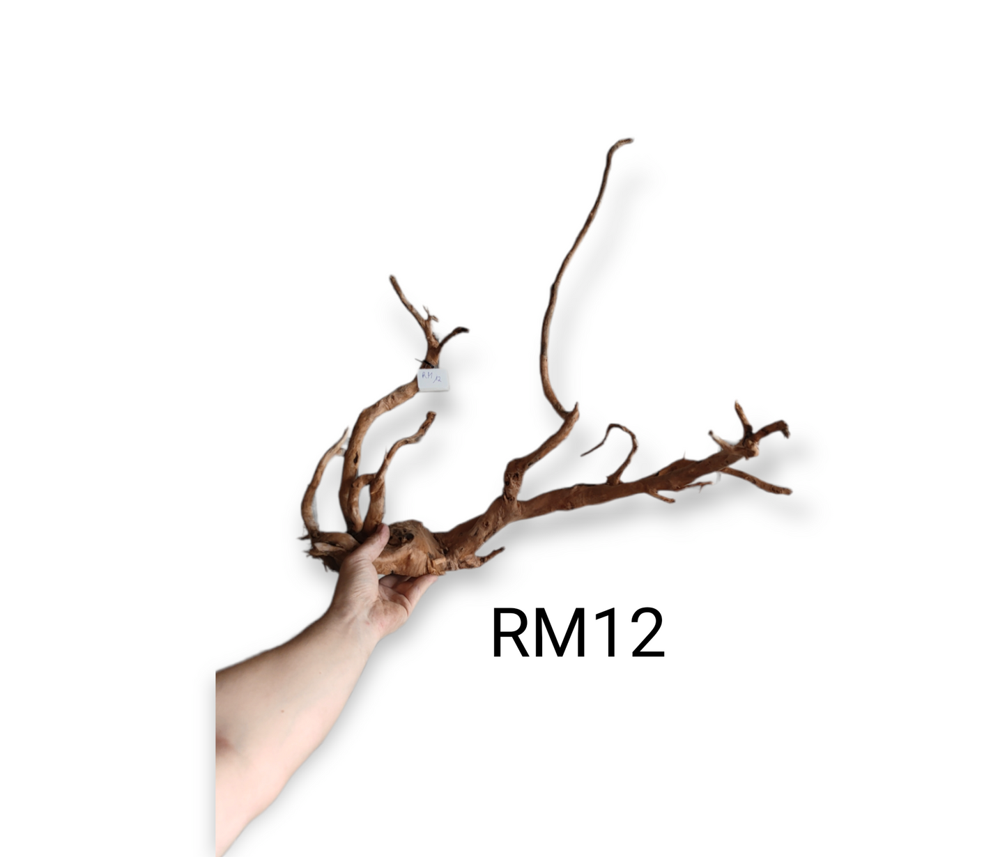 Redwood / Red Moor Root