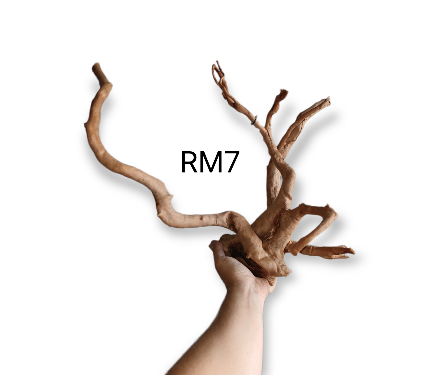 Redwood / Red Moor Root