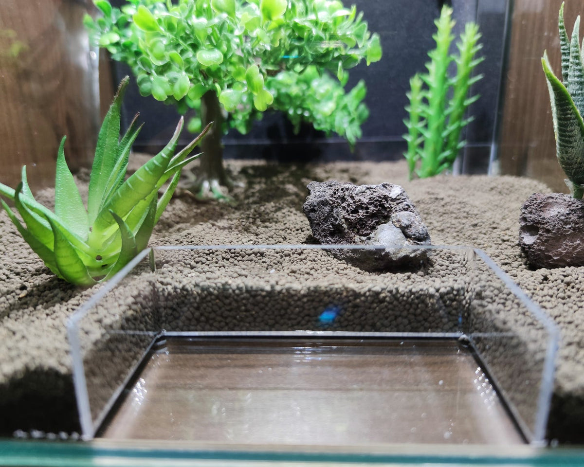 Futterplatz im Aquarium