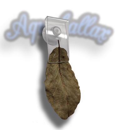 Transparente Aquakallax Laubklammer mit Saugnapf und eingeklemmtem getrocknetem Blatt