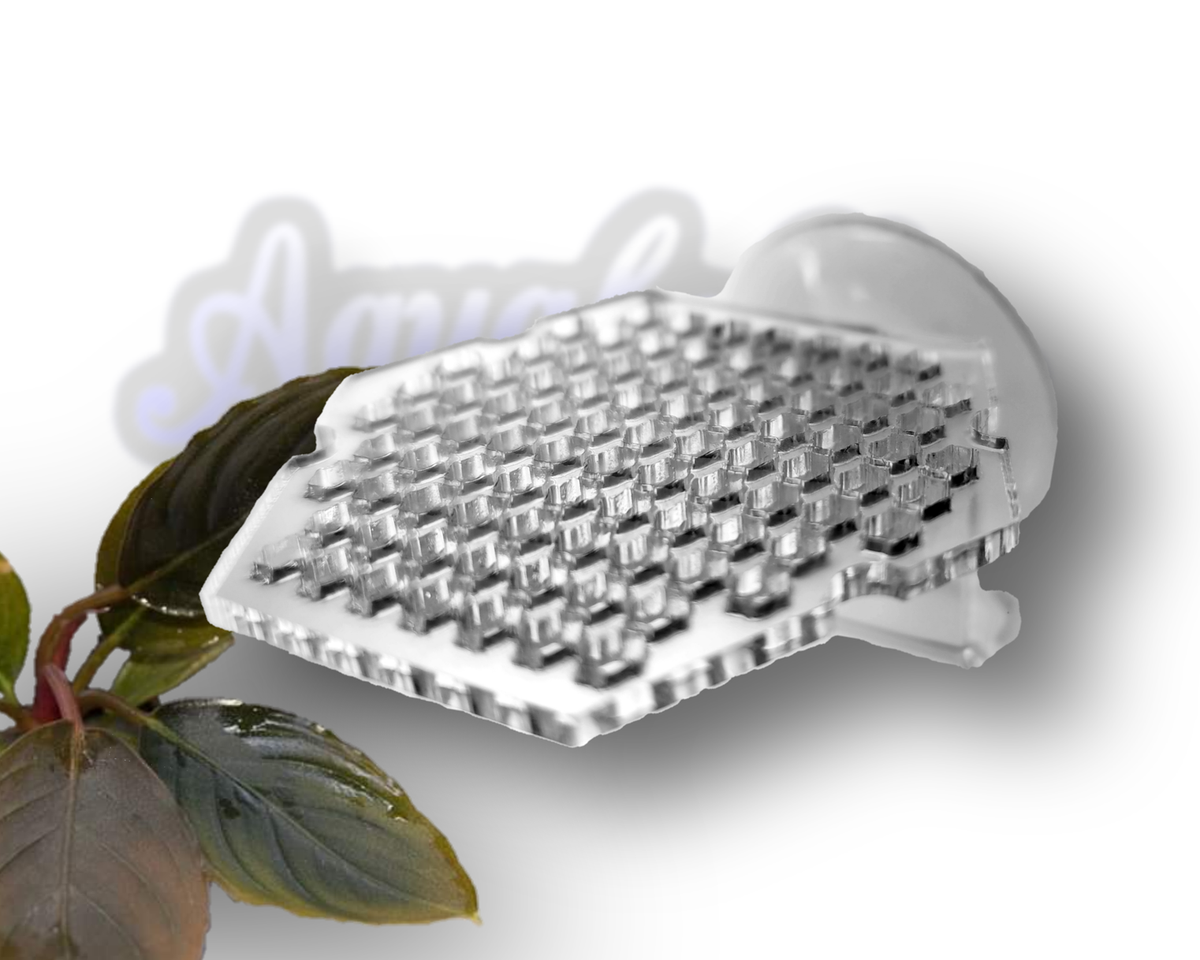 Transparentes Aquakallax Moosgitter mit Saugnapfbefestigung neben Bucephalandra-Blättern